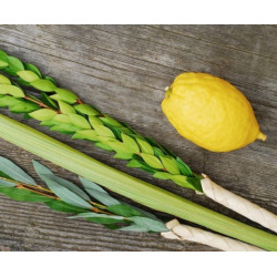 Loulav et Etrog