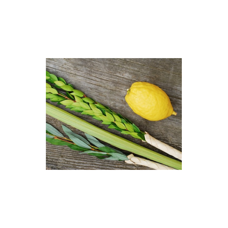Loulav et Etrog