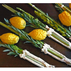 Loulav et Etrog